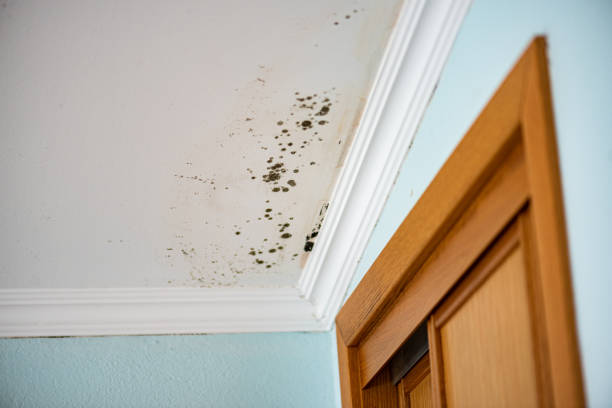 Best Post-Flood Mold Remediation in Albion, NY