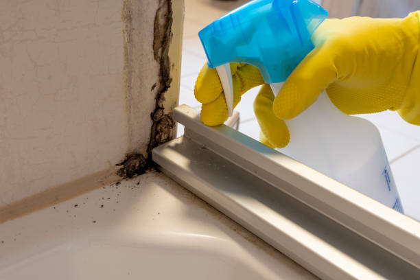 Best White Mold Remediation in Albion, NY