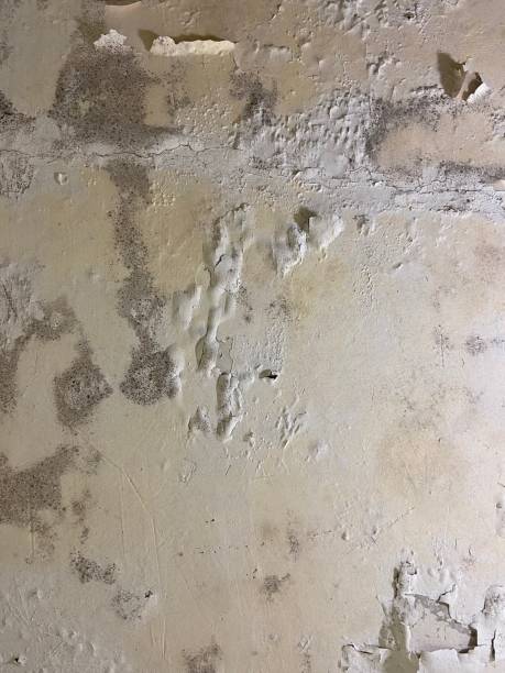 Best Localized Mold Remediation (e.g., coastal areas, humid climates) in Albion, NY
