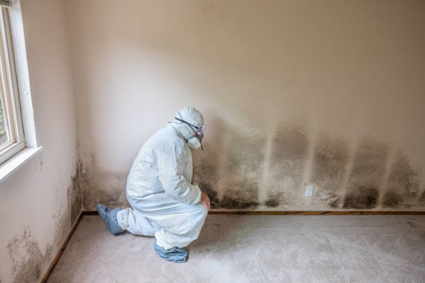 Best Industrial Mold Remediation in Albion, NY
