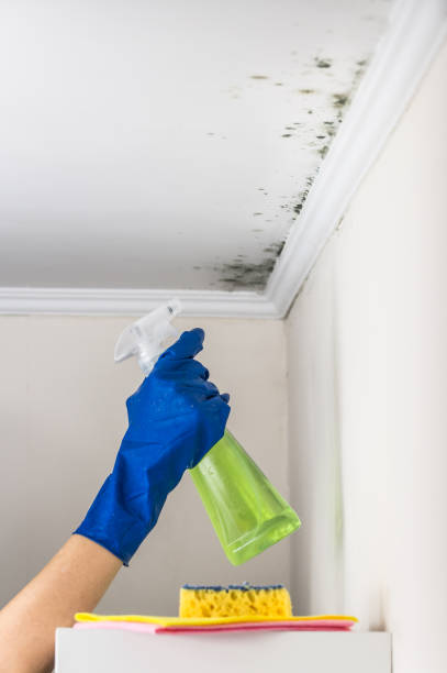 Best Attic Mold Remediation in Albion, NY