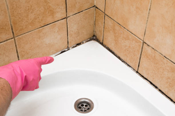 Best Mold Remediation for Schools in Albion, NY